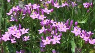 Bach Flower Remedies  Centaury [upl. by Notsgnik]