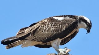 Osprey Pandion haliaetus Linnaeus 1758 Ψαραετός  Cyprus [upl. by Sidoney]