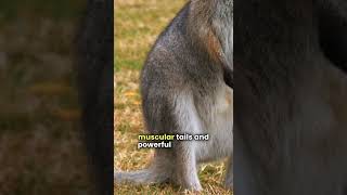 Why Can’t Kangaroos Walk Backward facts animalfacts didyouknow wildlife animals [upl. by Racso123]