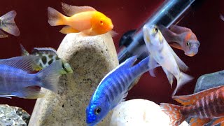 All the peacock cichlids 14 total [upl. by Vyner159]