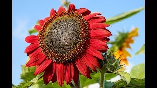 🌼Como PLANTAR GIRASOLES en casa Cuidar GIRASOLES en macetas🌼🌼 [upl. by Aecila750]