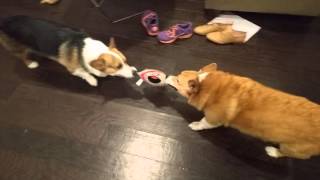 Corgis fighting over bark box toy Feb 2016 [upl. by Tiffa479]