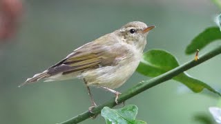 Greenish Warbler Call amp Video हिरवट पर्णी वटवट्या Credit Ravi Dumpala [upl. by Asila]