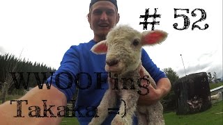 Süßes Babylämmchen WWOOFing Takaka Neuseeland  Weltreise Vlog  Work and Travel 52 [upl. by Siari]