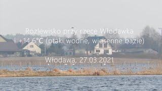 Rozlewisko przy rzece Włodawka i 146℃ ptaki wodne wiosenne bazie  Włodawa 27032021 [upl. by Anirahs]