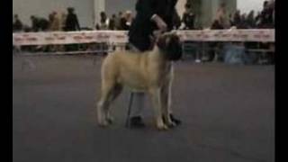 MASTIFF quot DOLCEVITA DEL FRACASSO quot [upl. by Colner288]