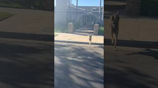 The BMM Belgian Malinois missile in action 😂belgianmalinois trending doglover dogtraining [upl. by Yevre]