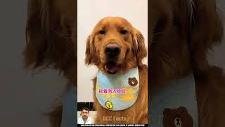 dog woodworkingartandcrafts funny pets doglover goldenretriever waitforend comedyshorts [upl. by Auop]