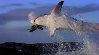 Study Finds Ecosystem Changes following Loss of Great White Sharks [upl. by Donnell]