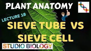 Plant Anatomy 18  Sieve tube vs Sieve cell [upl. by Reggi]