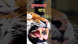 সুন্দরবন Sundarban royal Bengal tiger 🐯 Sundarbanare sundarbans tigers man eatershow many tigers [upl. by Radbourne363]