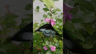 இயற்க்கை யின் ஓர் அழகான படைப்பு song tamil trending nature butterfly naturelovers natural viral [upl. by Domineca]