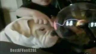 ☺ Americas Funniest Home Videos Part 122  OrangeCabinet [upl. by Ziza]