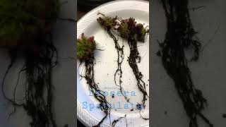 Drosera Spatulata divide and repot carnivorous plant [upl. by Lumbye]