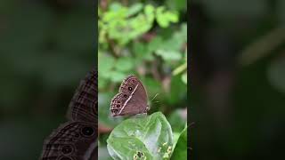 A Dark Brand Bush brown butterfly resting on top of a leaf butterfly nature insect [upl. by Laban]