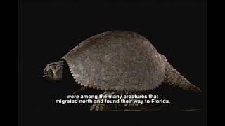 Pliocene Epoch  Florida Fossils Evolution of Life and Land [upl. by Ttnerb82]