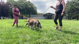 Yarrow amp Clemente leash test [upl. by Notrom909]