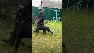 Danger Doberman argentino barking on the man in very angry mooddoberman subscribe american story [upl. by Enobe434]