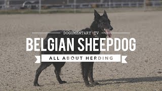 GROENENDAEL BELGIAN SHEEPDOG ALL ABOUT HERDING [upl. by Corine]