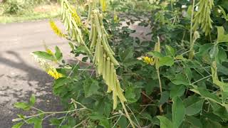 Smooth Rattlepod plant  Crotalaria pallida  observed in Bangalore [upl. by Dela]