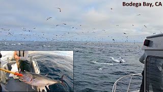 Wide Open Bluefin Tuna Fishing What Dreams are Made of [upl. by Waylan804]