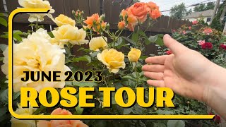 June 2023 Rose Garden Tour A Feast For the Senses [upl. by Cristoforo]