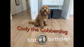 Cody the Cobberdog  FIRST BIRTHDAY [upl. by Selden]