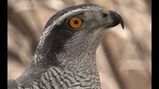 Falconry Introduction to goshawks [upl. by Diet]