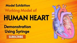 Working Model Of Human Heart using syringe  Model Exhibition [upl. by Enileuqcaj]