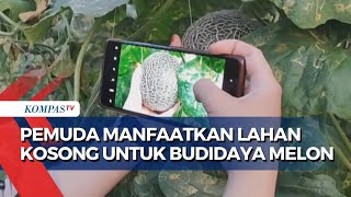 Pemuda Pangkal Pinang Sulap Lahan Kosong untuk Budidaya Melon Sudah Panen hingga 850 Kilogram [upl. by Snave]