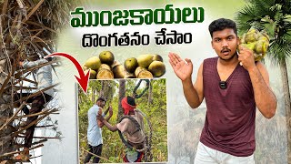 Ice Apple Dongatanam Chesam😱  Tati Munjakayalu  Telugu Vlogs  Hellokaka [upl. by Lesli]