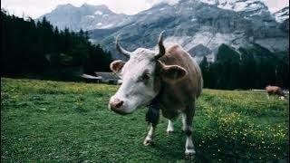 cow sound cow cow sounds picture pictures video videos mooo cartoon effect images voice [upl. by Norse359]