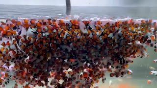 AMAZING CLOWN FISH STORE TOUR Most beautiful Saltwater Fish Varieties  ornamental fish videos [upl. by Azilef]