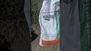 Muriate of Potash  पोटाश का प्रयोग  सरसों में पोटाश  MOP  sarsokikheti  Potash Potassium खाद [upl. by Darcy]