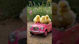 Baby chicks on the car Cute chick sound yellow chick short cuteanimals animalsyoutubeshorts [upl. by Hersh75]