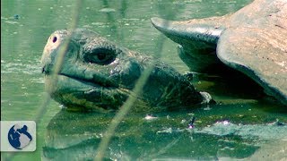 Galapagos Islands Origin and Life  Full Documentary [upl. by Aikemehs]