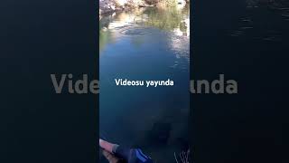 fishing levrek fish lrf carpfishing levrekavi lrfbalikavi balık bassfishing [upl. by Llennol]