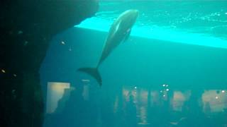 Dolphin Tank at the Shedd Aquarium [upl. by Constantin]