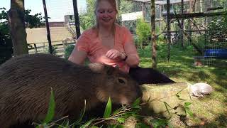 Capybara Experience at Shepreth Wildlife Park [upl. by Ninetta]