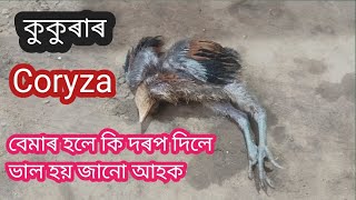 কুকুৰাৰ coryza বেমাৰ হলে কি দৰপ দিলে ভাল হয় জানো আহক [upl. by Fleischer773]