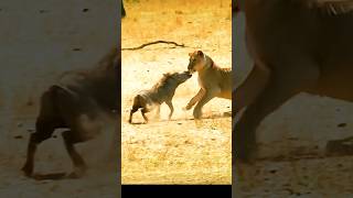 baby warthog vs lion animals warthog lion viral [upl. by Kadner64]