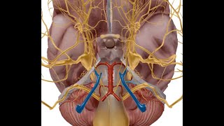 ANATOMIE FMPM NERF TRIJUMEAU V [upl. by Sorrows750]