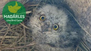 Scops Owl chick cuteness [upl. by Llerred882]