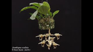 Minhas Dicas de Cultivo de Orquídeas 73 [upl. by Tigirb]