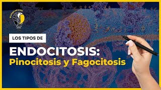 ENDOCITOSIS 🧠 Fagocitosis pinocitosis y endocitosis mediada por receptores 🔥 [upl. by Riley]