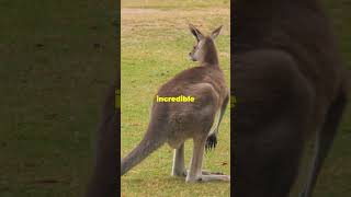 How High Can Kangaroos Jump [upl. by Damales]