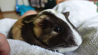 Guinea Pig Abandoned Pet Store Pig Adoption [upl. by Nihhi]