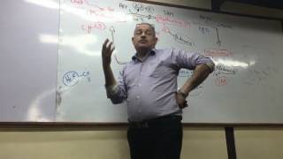 Dr Ayman Beshir  Amino Acid Catabolism 2 [upl. by Pond]