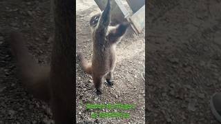 Cerro de la Silla senderismo naturaleza coati cerrodelasilla viralvideo [upl. by Sallyann]