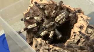 Poecilotheria miranda Verpaarung mating [upl. by Snave]